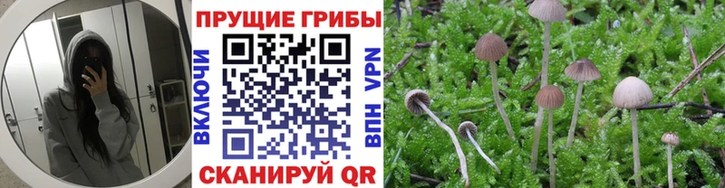 мориарти как зайти  Шагонар  Галлюциногенные грибы Psilocybe 